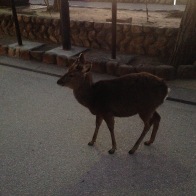 The deer greet you at the door.